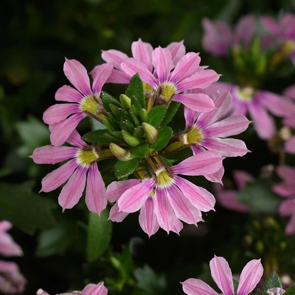 Scaevola aemula 'Touch Baby Pink' – scewola różowa